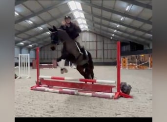 KWPN, Mare, 10 years, 16 hh, Black