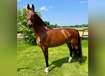 KWPN, Mare, 10 years, 16 hh, Brown