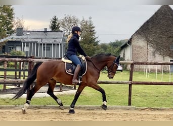 KWPN, Mare, 10 years, 16 hh, Brown