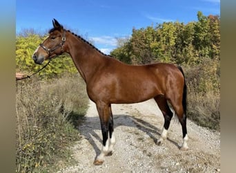 KWPN, Mare, 10 years, 16 hh, Brown