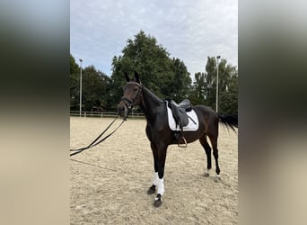 KWPN, Mare, 10 years, 16 hh, Brown
