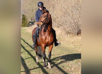 KWPN, Mare, 10 years, 16 hh, Brown