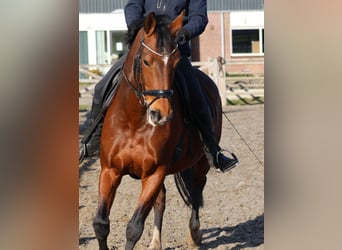 KWPN, Mare, 10 years, 16 hh, Brown