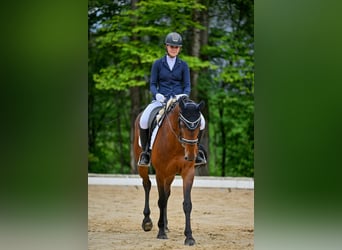 KWPN, Mare, 10 years, 16 hh, Brown
