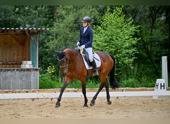 KWPN, Mare, 10 years, 16 hh, Brown