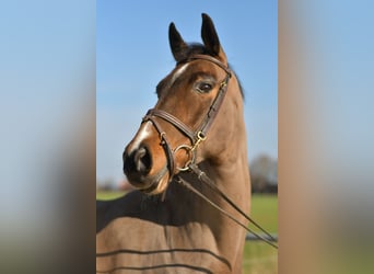 KWPN, Mare, 10 years, 16 hh, Brown