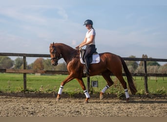 KWPN, Mare, 10 years, 16 hh, Chestnut-Red