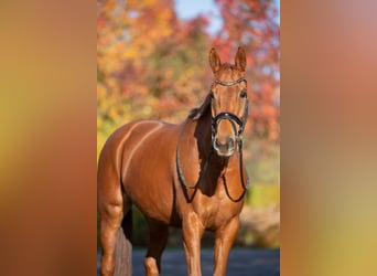 KWPN, Mare, 10 years, 16 hh, Chestnut-Red