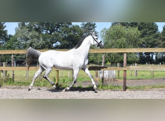 KWPN, Mare, 10 years, 16 hh, Gray