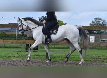 KWPN, Mare, 10 years, 16 hh, Gray