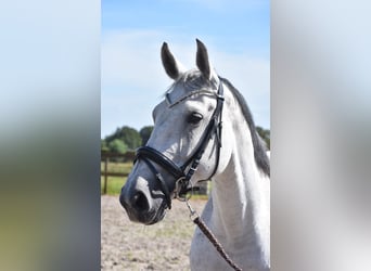 KWPN, Mare, 10 years, 16 hh, Gray