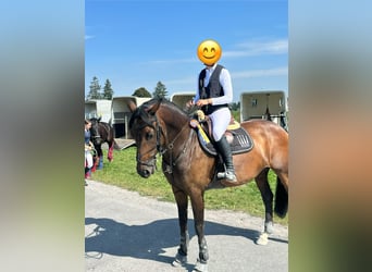 KWPN, Mare, 10 years, 16 hh