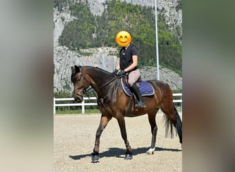 KWPN, Mare, 10 years, 16 hh