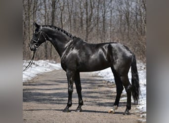 KWPN, Mare, 10 years, 16,1 hh, Black