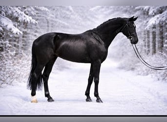 KWPN, Mare, 10 years, 16,1 hh, Black