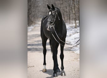 KWPN, Mare, 10 years, 16,1 hh, Black