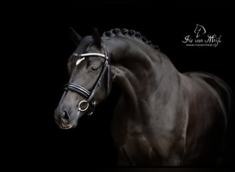 KWPN, Mare, 10 years, 16,1 hh, Black