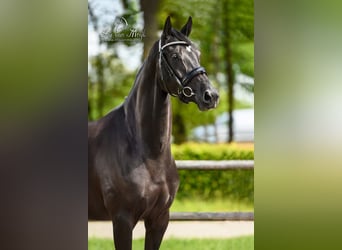 KWPN, Mare, 10 years, 16,1 hh, Black