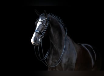 KWPN, Mare, 10 years, 16,1 hh, Black