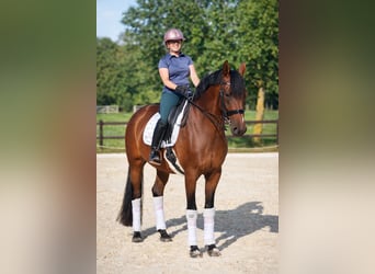 KWPN, Mare, 10 years, 16,1 hh, Brown