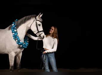 KWPN, Mare, 10 years, 16,1 hh, Grey-Dapple