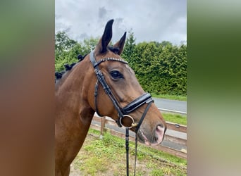 KWPN, Mare, 10 years, 16,2 hh, Bay-Dark