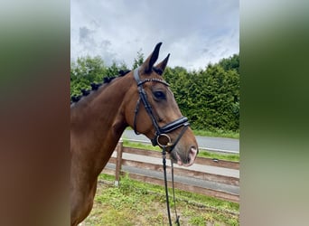 KWPN, Mare, 10 years, 16,2 hh, Bay-Dark