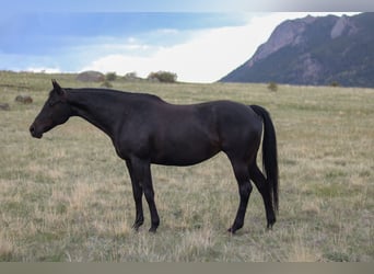 KWPN, Mare, 10 years, 16,2 hh, Black