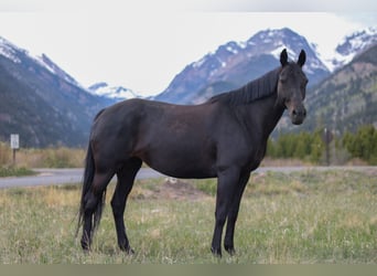 KWPN, Mare, 10 years, 16,2 hh, Black