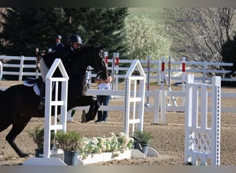 KWPN, Mare, 10 years, 16,2 hh, Black