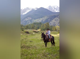 KWPN, Mare, 10 years, 16,2 hh, Black