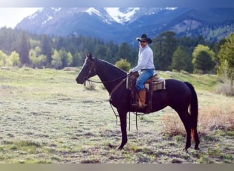 KWPN, Mare, 10 years, 16,2 hh, Black