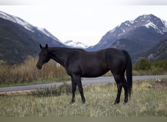 KWPN, Mare, 10 years, 16,2 hh, Black