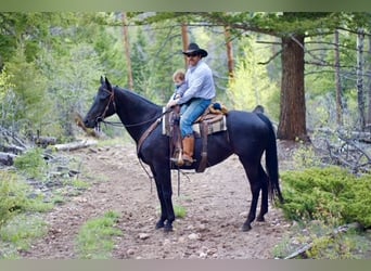 KWPN, Mare, 10 years, 16,2 hh, Black