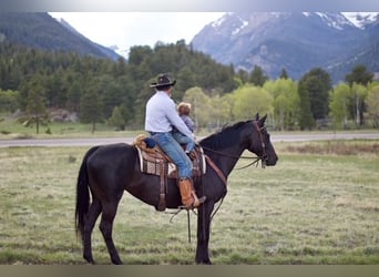 KWPN, Mare, 10 years, 16,2 hh, Black