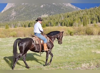 KWPN, Mare, 10 years, 16,2 hh, Black