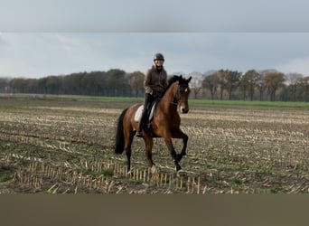 KWPN, Mare, 10 years, 16,2 hh, Brown