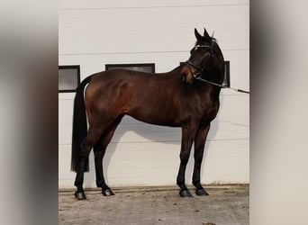 KWPN, Mare, 10 years, 16,2 hh, Brown