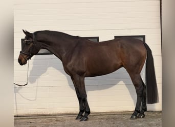 KWPN, Mare, 10 years, 16,2 hh, Brown