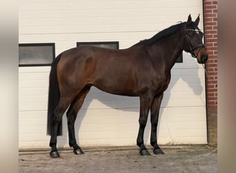 KWPN, Mare, 10 years, 16,2 hh, Brown