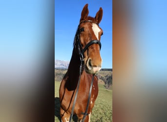 KWPN, Mare, 10 years, 16,2 hh, Chestnut-Red