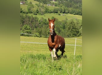 KWPN, Mare, 10 years, 16,2 hh, Chestnut-Red