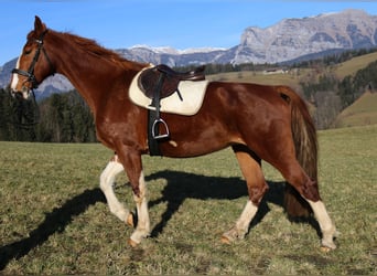 KWPN, Mare, 10 years, 16,2 hh, Chestnut-Red