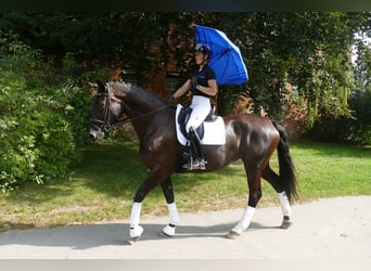 KWPN, Mare, 10 years, 17 hh, Black