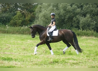 KWPN, Mare, 10 years, 17 hh, Black