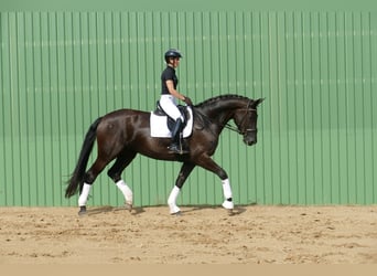 KWPN, Mare, 10 years, 17 hh, Black