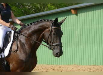 KWPN, Mare, 10 years, 17 hh, Black