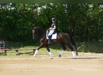 KWPN, Mare, 10 years, 17 hh, Black