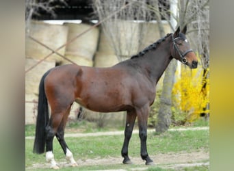 KWPN, Mare, 10 years, 17 hh, Brown