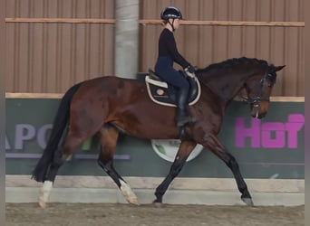 KWPN, Mare, 10 years, 17 hh, Brown
